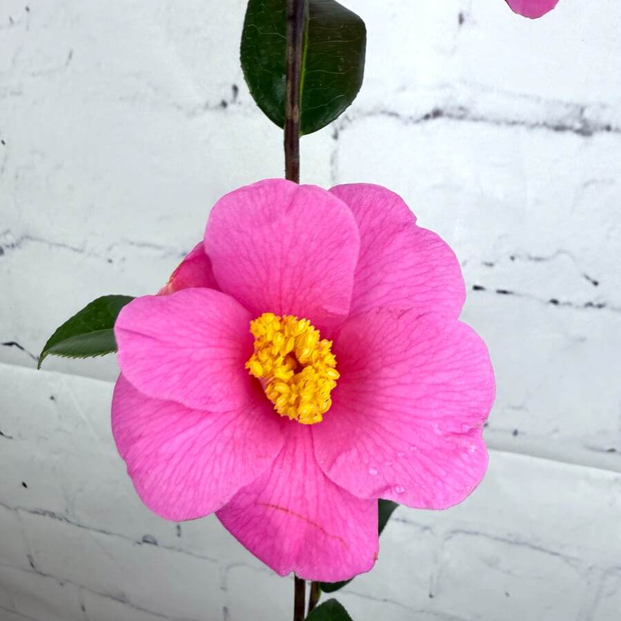 Mothers Day Camellia Plant White - Camellia Tree Gift - Tree2mydoor