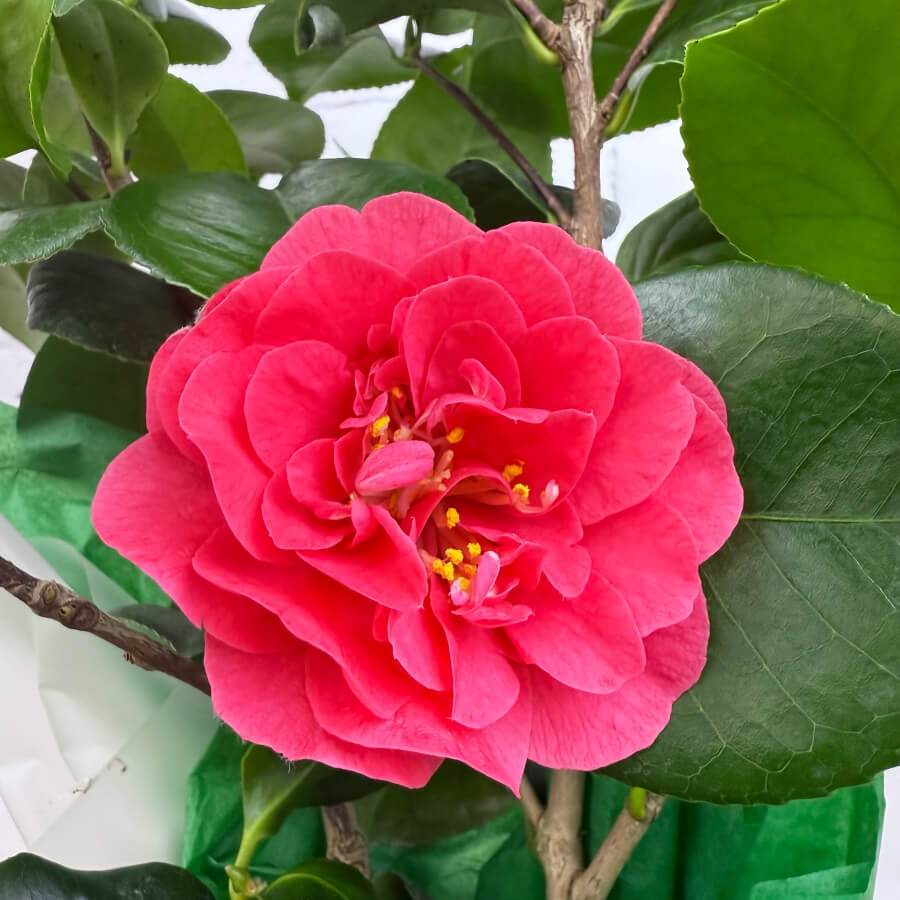 Mothers Day Camellia Plant White - Camellia Tree Gift - Tree2mydoor