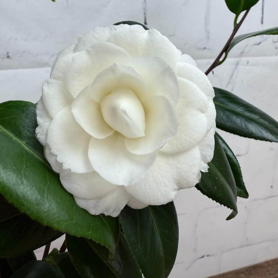 Mothers Day Camellia Plant White - Camellia Tree Gift - Tree2mydoor