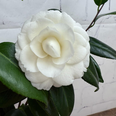 White Bloom of Camellia Gift