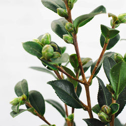 Yuletide Camellia Gift - Camellia Tree Gift - Tree2mydoor