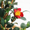 Yuletide Camellia Gift