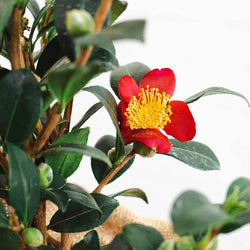 Yuletide Camellia Gift - Camellia Tree Gift - Tree2mydoor