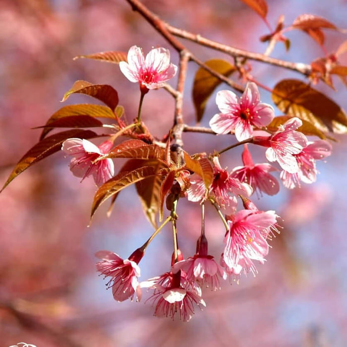 Pink flowers cherry blossom pink flowers gift