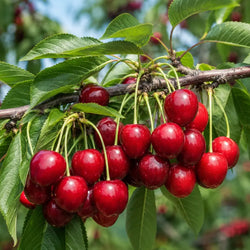 A close-up of a cherry branch laden with clusters of ripe, glossy red stella cherries surrounded by green leaves.