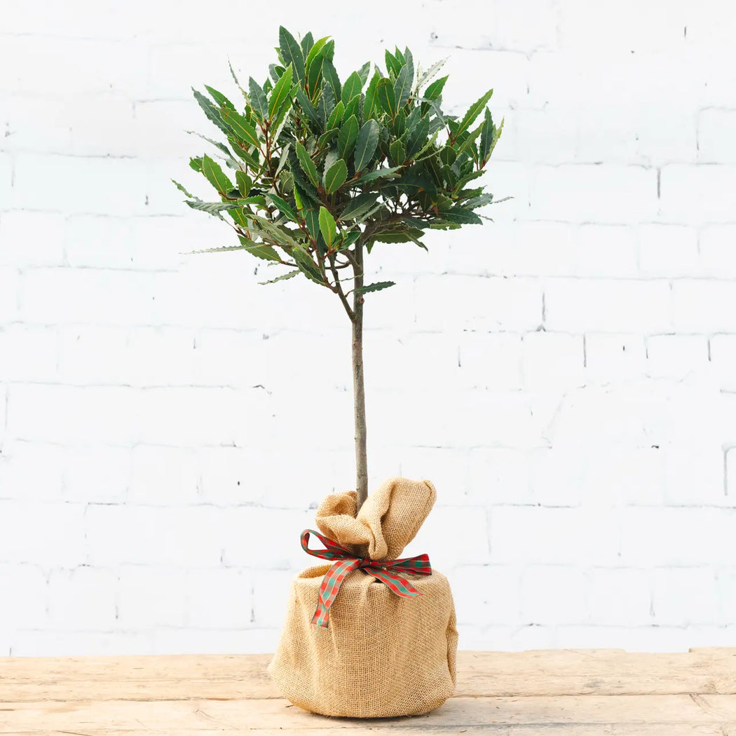 A bay tree wrapped in hessian and tied with festive red and green ribbon from Tree2mydoor.