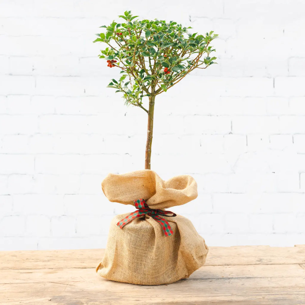 A holly tree wrapped in hessian and red and green ribbon
