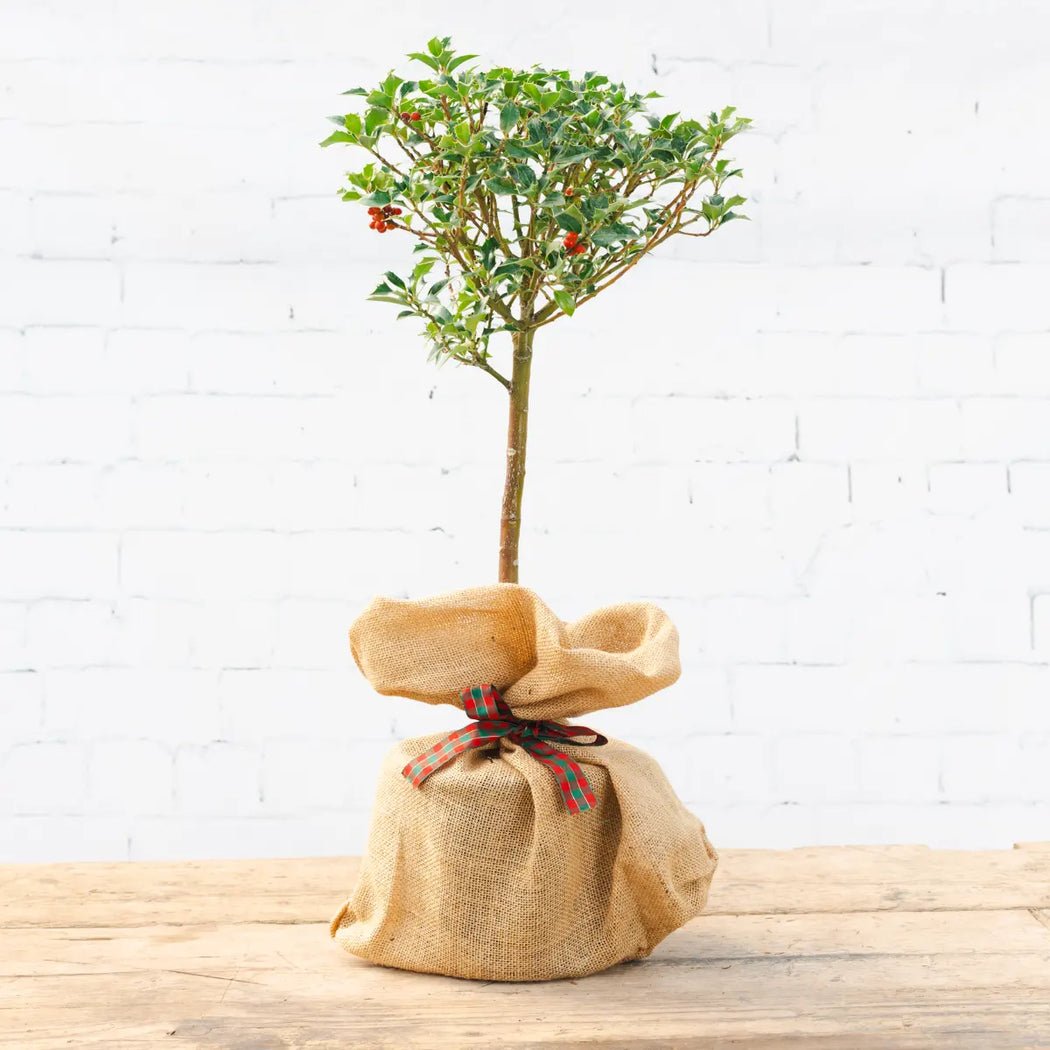 A holly tree wrapped in hessian and red and green ribbon