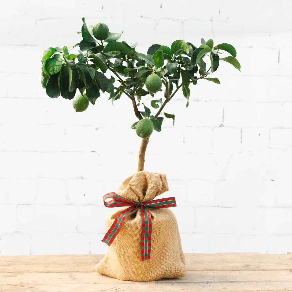 A lemon tree wrapped in hessian and tied off with red and green festive ribbon from Tree2mydoor.