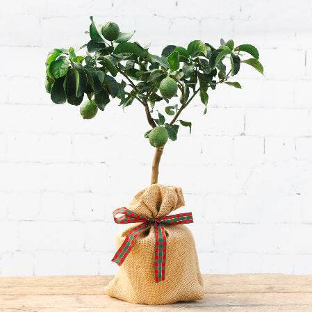 Christmas Lemon Tree Gift - Citrus Tree Gift - Tree2mydoor