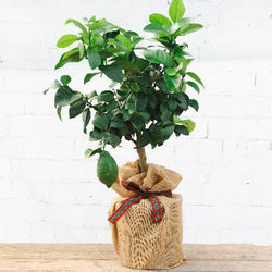 Christmas Mini Lemon Tree Gift Mini Stem Lemon Tree - Citrus Tree Gift - Tree2mydoor