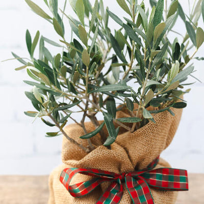 Christmas Olive Bush Gift with ribbon