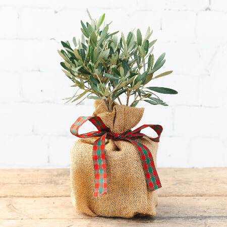 Christmas Mini Olive Tree Gift - Olive Tree Gift - Tree2mydoor