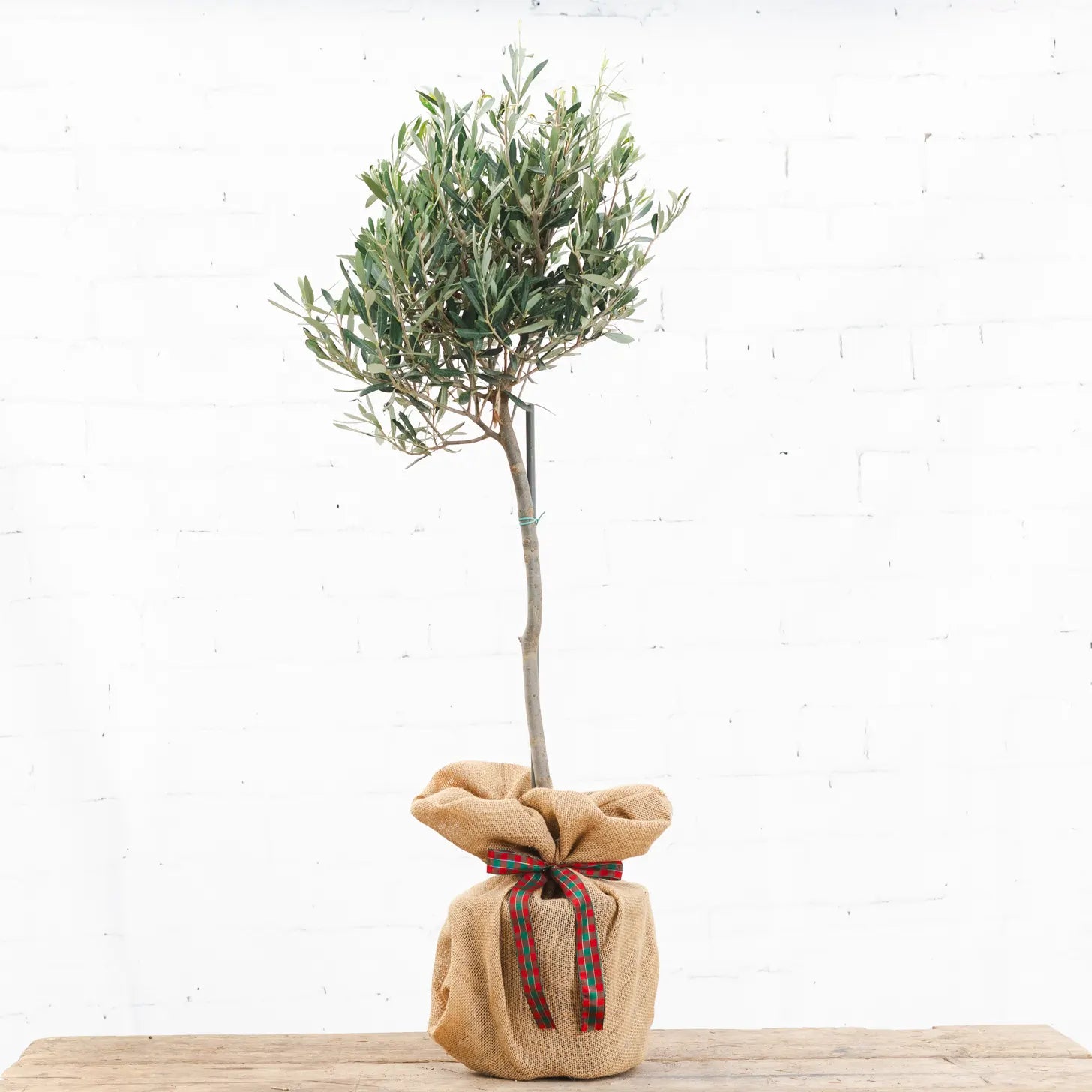 A Christmas Olive Tree wrapped in hessian and festive ribbon from Tree2mydoor.