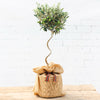 A gift wrapped Christmas twisted olive tree gift