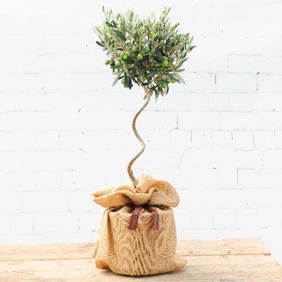 A gift wrapped Christmas twisted olive tree gift