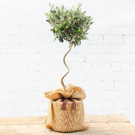 Christmas Twisted Olive Tree Gift Mini (3L pot) - Olive Tree Gift - Tree2mydoor