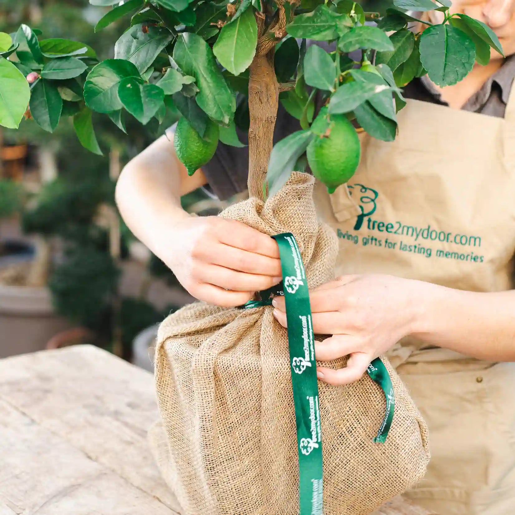 A lemon tree being gift wrapped in hessian and branded tree2mydoor ribbon.