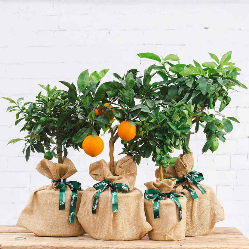 Fruit Tree Size Chart Fruit Tree Rootstock Guide