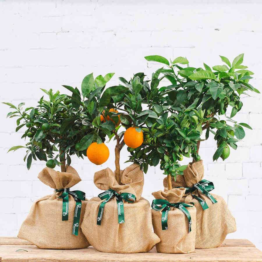 Citrus tree group