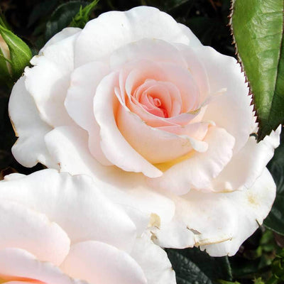 Congratulations white rose gift