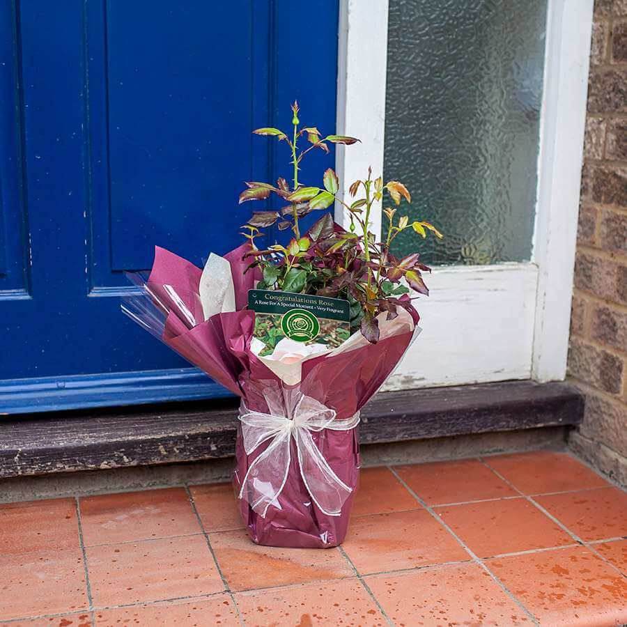 The Congratulations Rose Bush Gift - Rose Bush Gift - Tree2mydoor