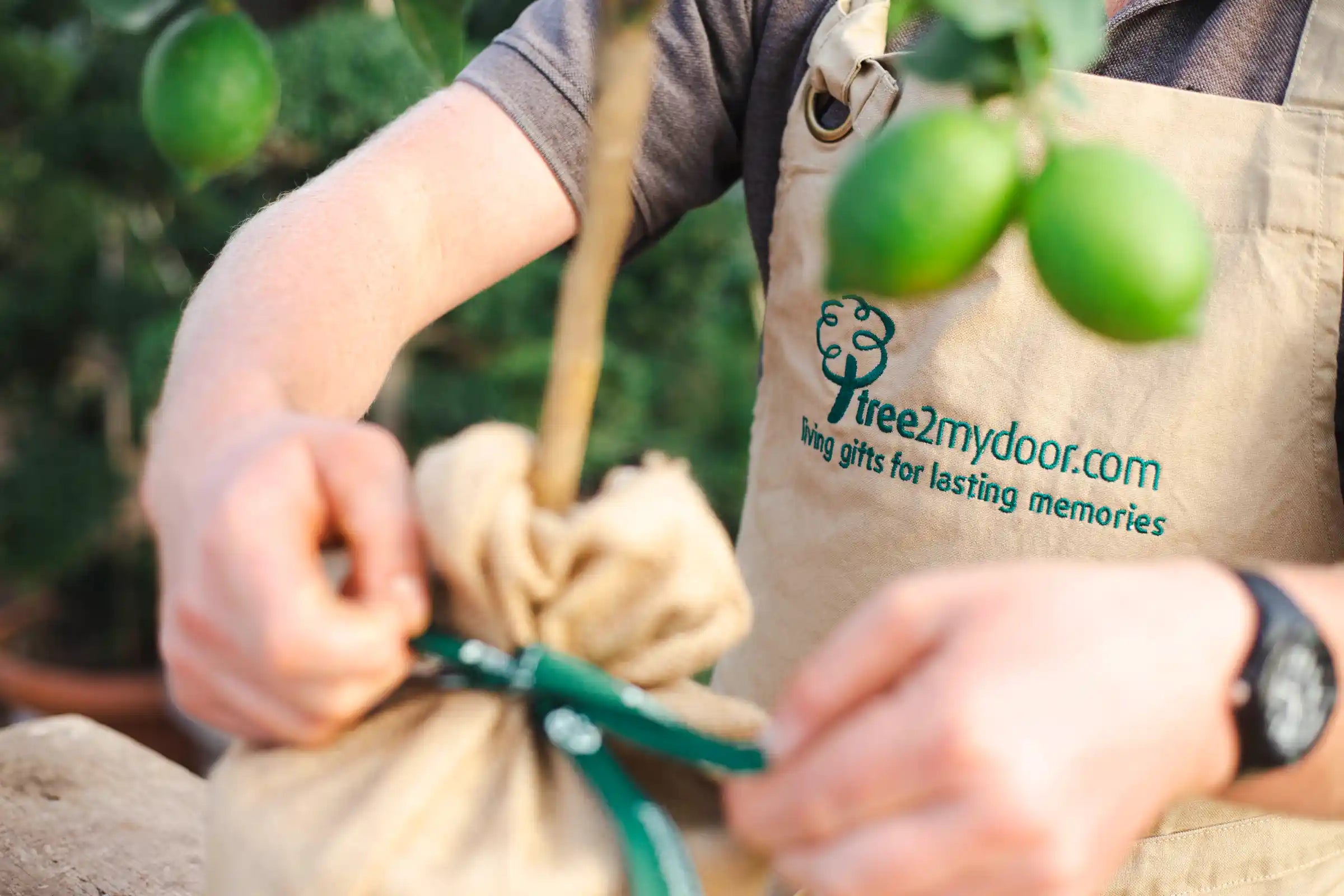 A tree2mydoor staff member gift-wrapping a citrus tree