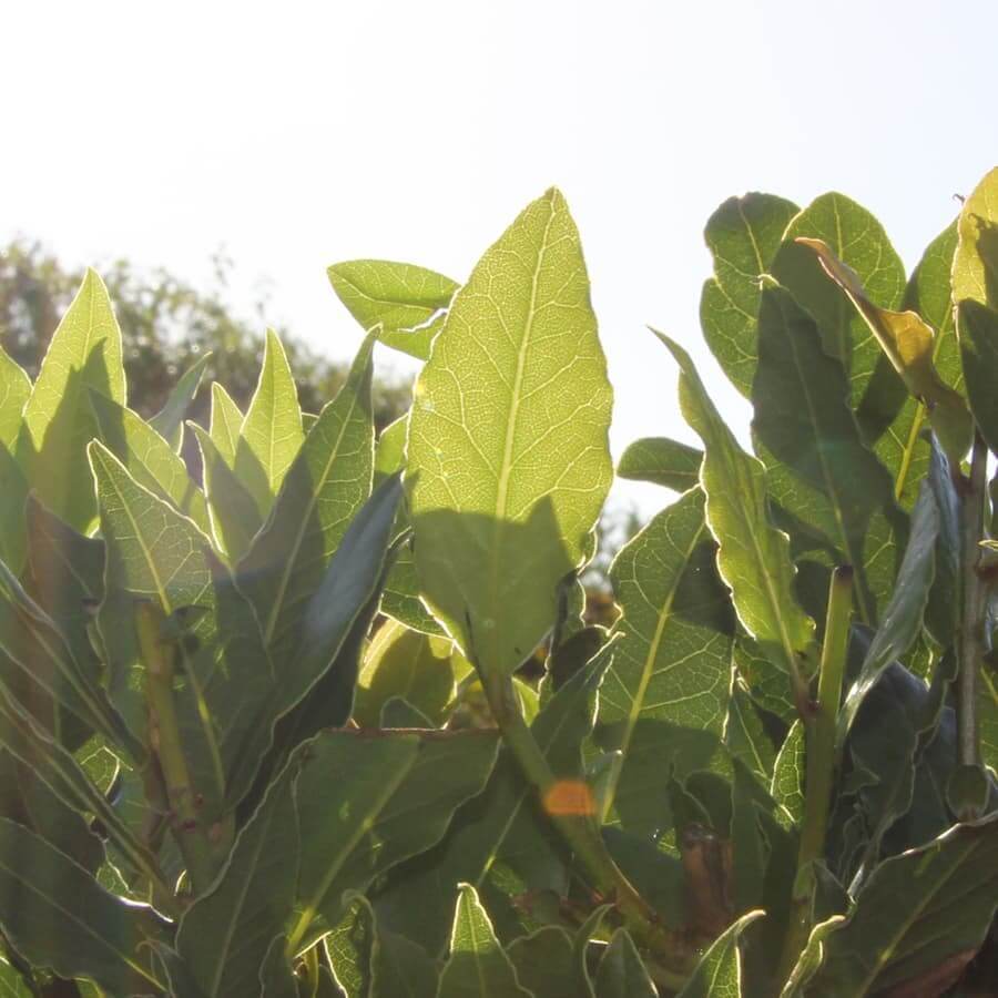 Small Double Spiral Stem Bay Tree Gift - Bay Tree Gift - Tree2mydoor