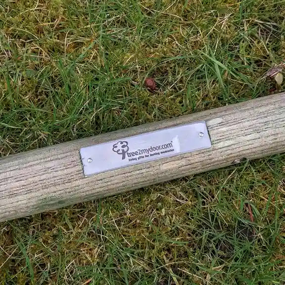 Ceremonial engraved ash spade shaft close up from Tree2mydoor.