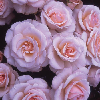 The light pink blooms of the Fab at 40 Rose Bush Gift