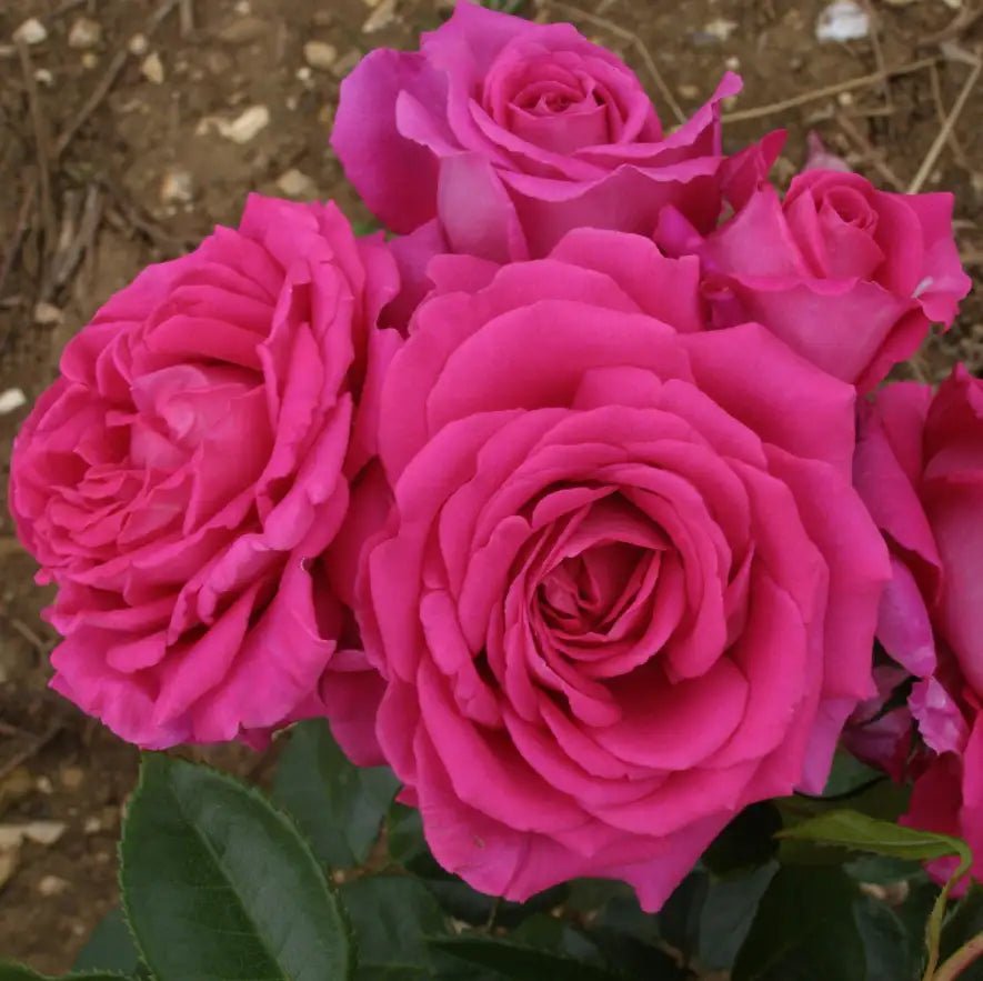 Fab at 70 Rose Bush Gift | 70th Birthday Rose Gift – Tree2mydoor
