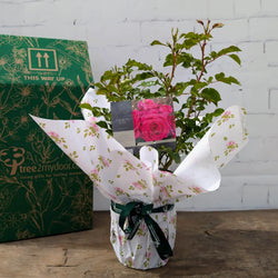 A Fab at 70 Ro bush gift from tree2mydoor, wrapped in floral gift wrap and tied with branded tree2mydoor ribbon.