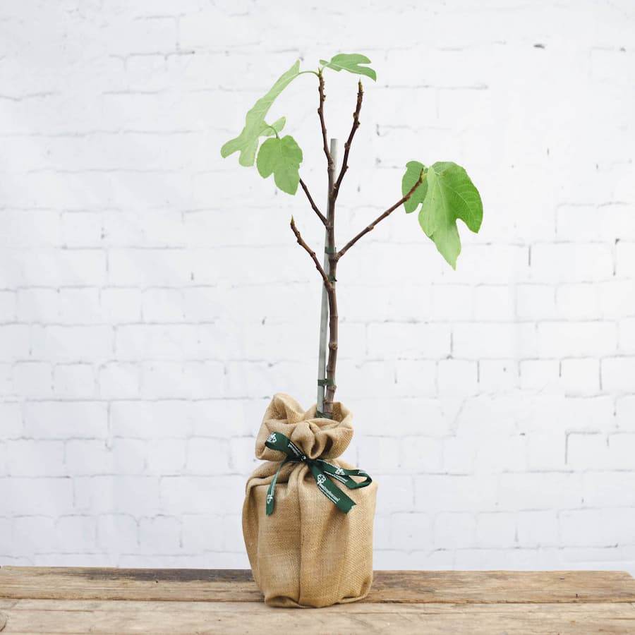 Large Fig Tree Gift - Fruit Tree Gift - Tree2mydoor