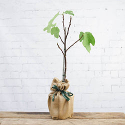 Large Fig Tree Gift - Fruit Tree Gift - Tree2mydoor