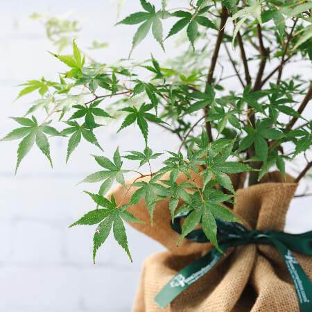 Going Green Japanese Maple Tree - Acer Tree Gift - Tree2mydoor