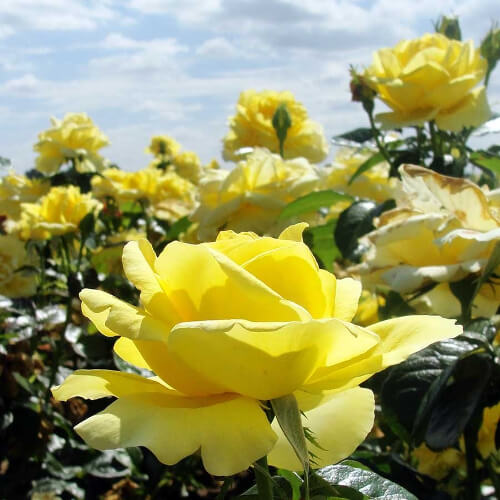 golden anniversary rose gift