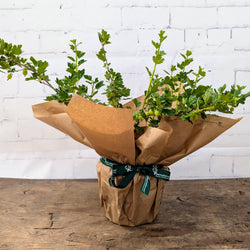 Gooseberry Bush gift wrapped