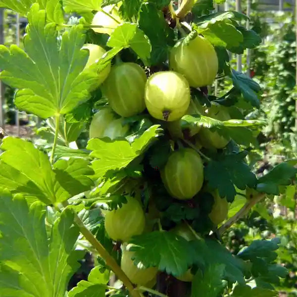Gooseberries growing on the bush.