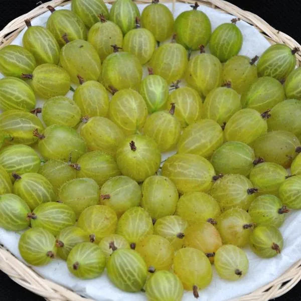 A harvest of gooseberries 
