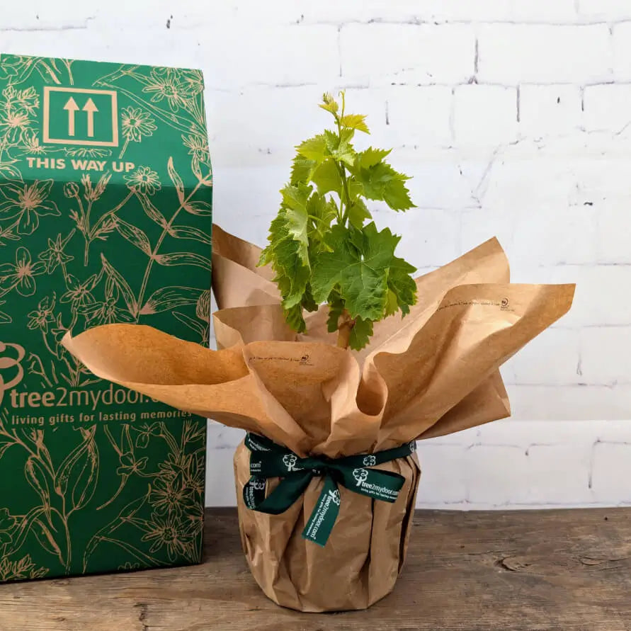 Gift Wrapped Red Grape Vine with green Tree2mydoor gift box