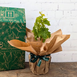Gift Wrapped Red Grape Vine with green Tree2mydoor gift box