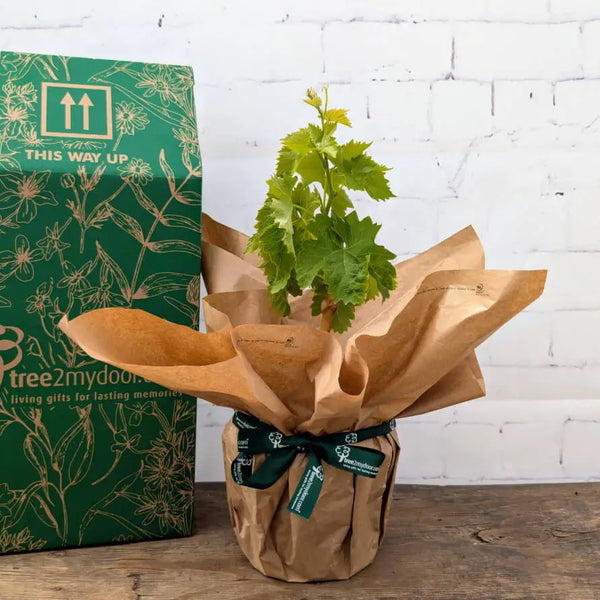 grape-vine-gift-red_grande.