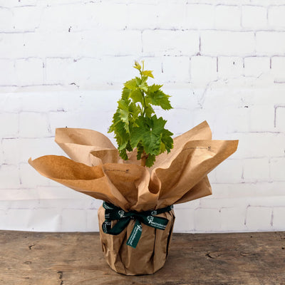 Gift Wrapped White Grape Vine