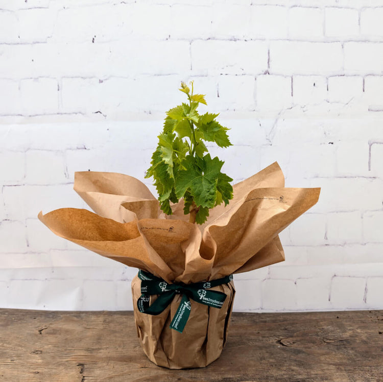 Gift Wrapped White Grape Vine