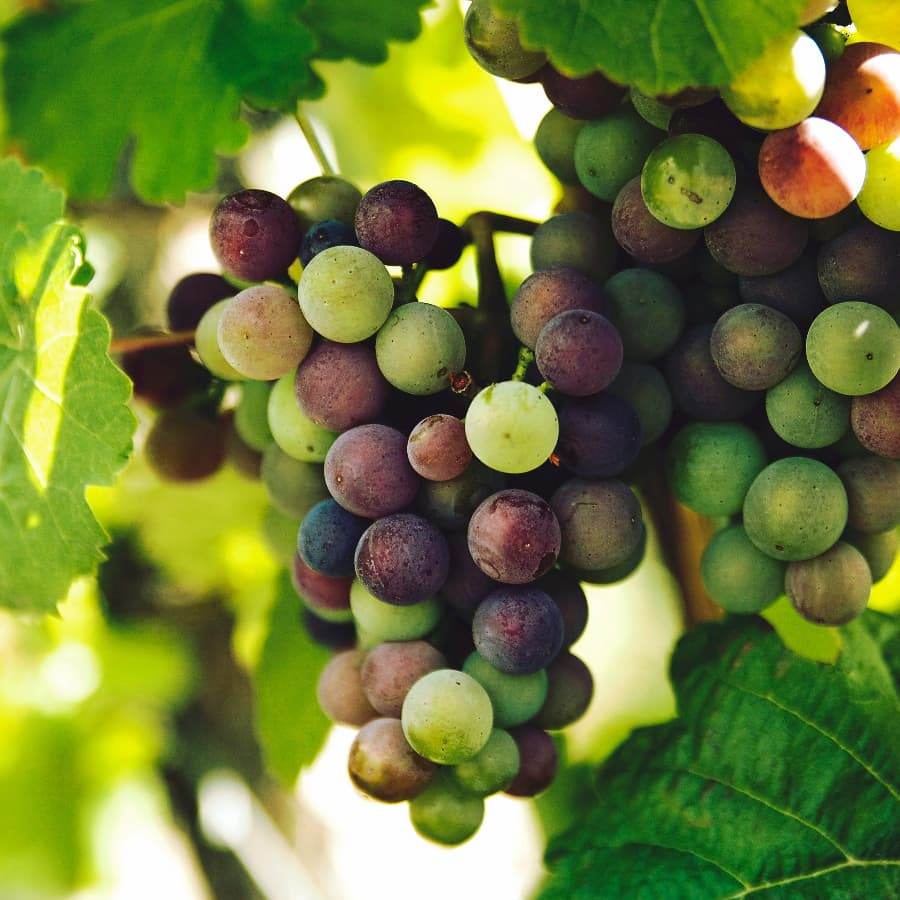 Red Grape Vine Gift - Fruit Tree Gift - Tree2mydoor