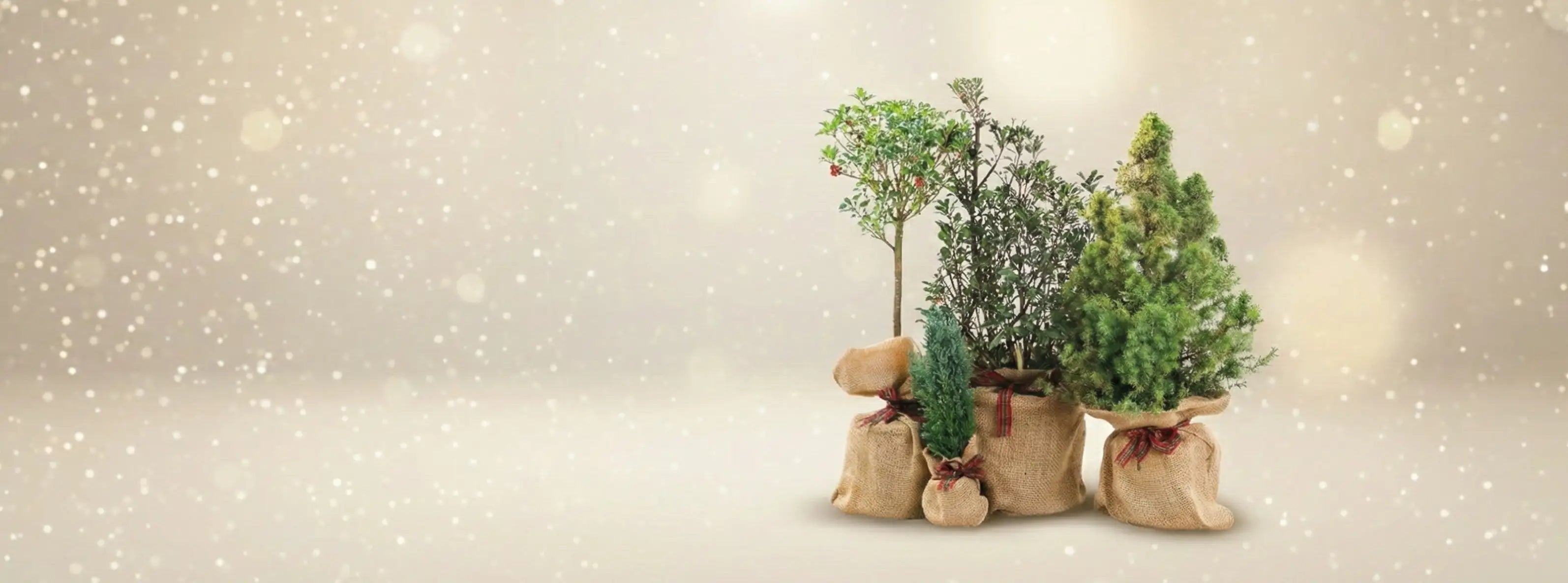 A collection of festive trees wrapped in hessian sacks and toed with red and green ribbon