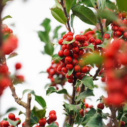 Christmas Ball Holly Tree Gift - Holly Tree Gift - Tree2mydoor