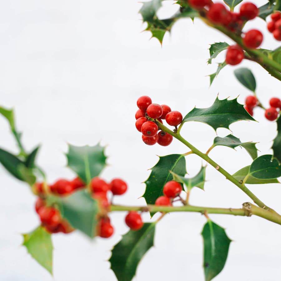 Christmas Holly Tree Gift - Holly Tree Gift - Tree2mydoor