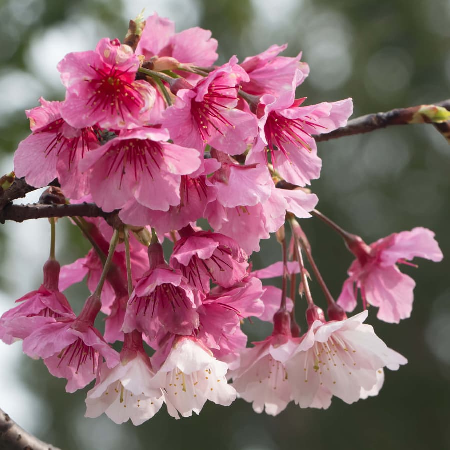 Dark pink blossom of the Japanese Alpine Cherry Tree