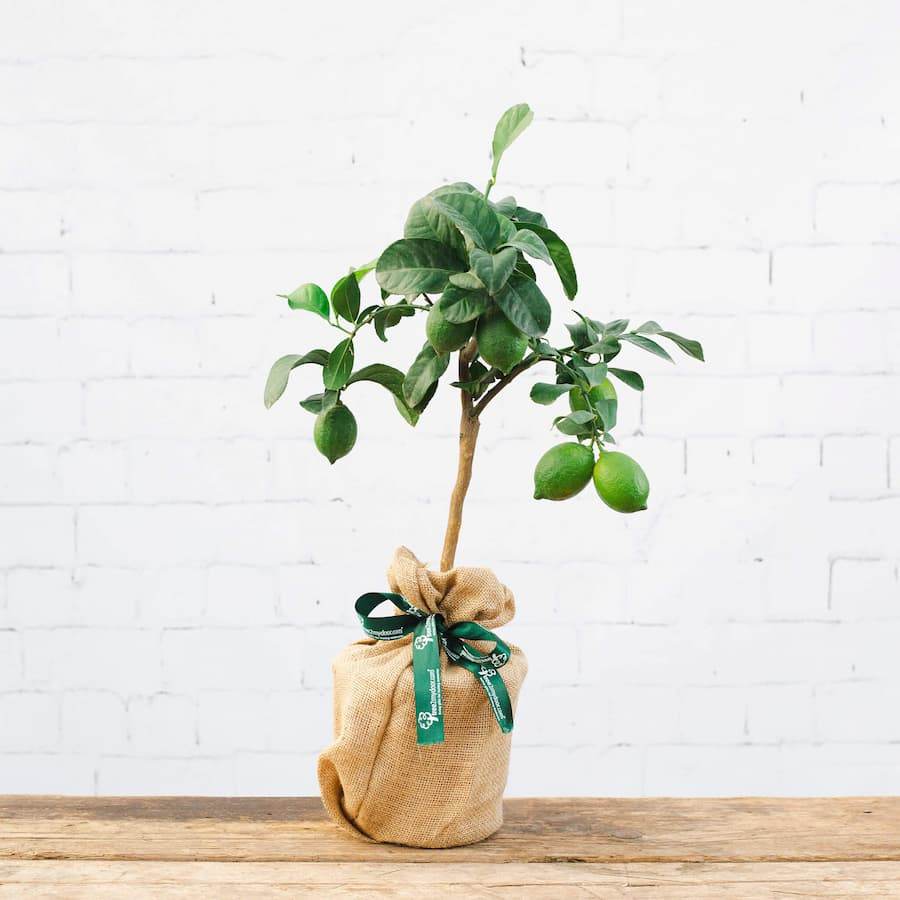 Mini Lemon Tree Gift Mini Stem Lemon Tree - Citrus Tree Gift - Tree2mydoor